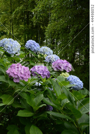 Hase-dera寺的鎌倉繡球花 Hase-dera寺的鎌倉繡球花 44498052