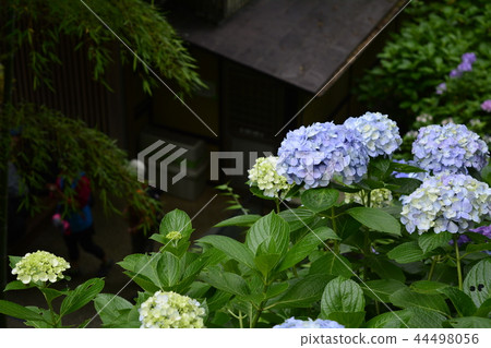 Hase-dera寺的鎌倉繡球花 44498056