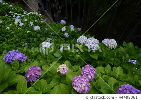 Hase-dera寺的鎌倉繡球花 44498061