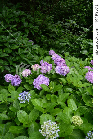 Hase-dera寺的鎌倉繡球花 Hase-dera寺的鎌倉繡球花 44498071