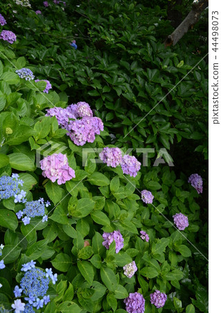 Hase-dera寺的鎌倉繡球花 44498073
