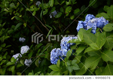 Hase-dera寺的鎌倉繡球花 44498078