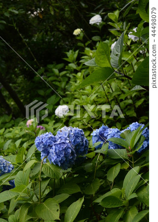 Kamakura Hydrangea of Hase-dera Temple Kamakura Hydrangea of Hase-dera Temple 44498079