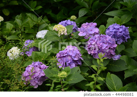 Hase-dera寺的鎌倉繡球花 44498081