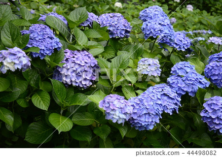 Hase-dera寺的鎌倉繡球花 44498082