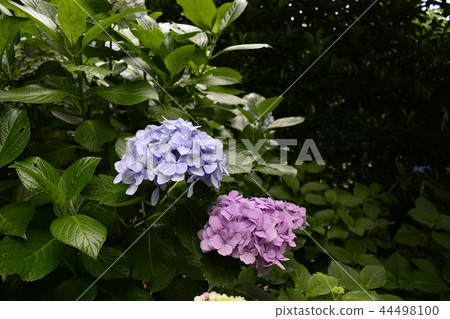Hase-dera寺的鎌倉繡球花 44498100