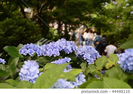 Hase-dera寺的鎌倉繡球花 44498110