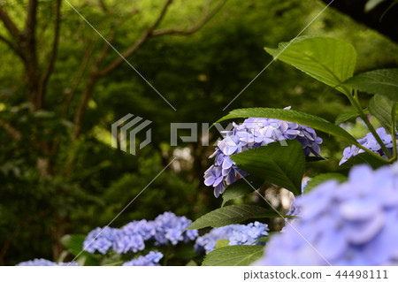 Hase-dera寺的鎌倉繡球花 44498111