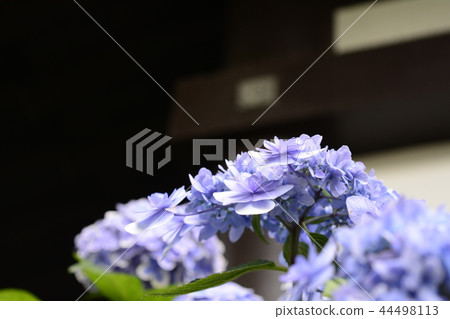Hase-dera寺的鎌倉繡球花 44498113