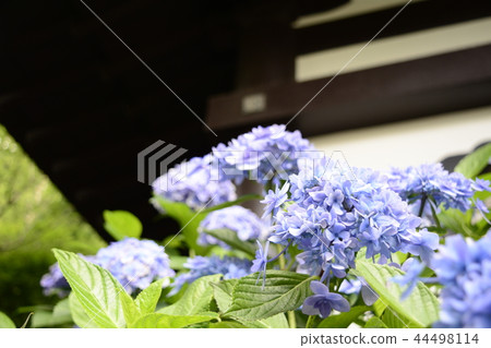 Hase-dera寺的鎌倉繡球花 44498114
