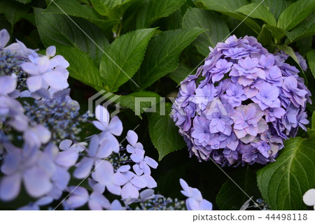 Hase-dera寺的鎌倉繡球花 44498118