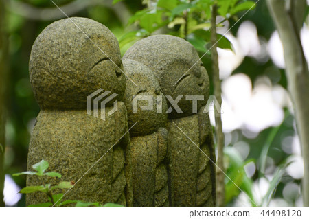 Hase-dera寺的鎌倉繡球花 44498120