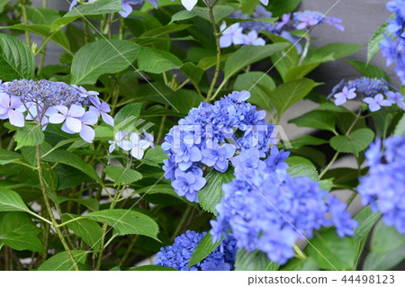 Hase-dera寺的鎌倉繡球花 44498123