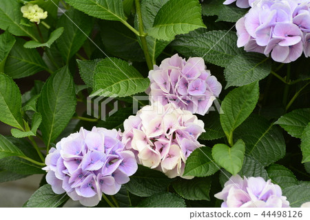 Hase-dera寺的鎌倉繡球花 44498126
