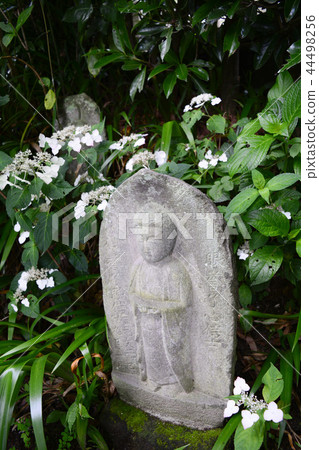 鎌倉長谷寺的好戰地藏 44498256