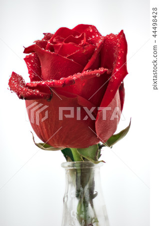 Red roses close up in vase Red roses close up in vase 44498428