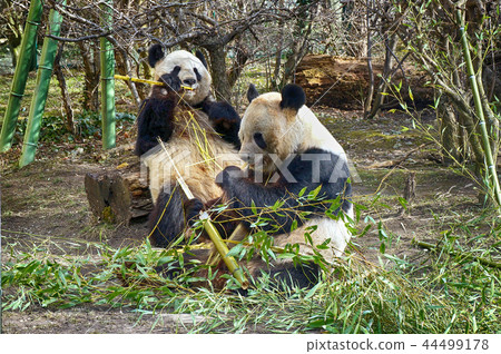 Two lovely giant panda bear eating bamboo. 44499178