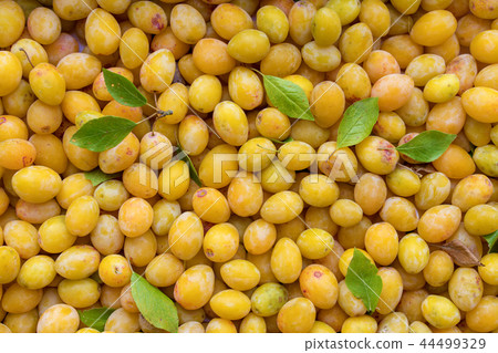 Fresh, natural, bunch of ripped yellow plums. Fresh, natural, bunch of ripped yellow plums. 44499329