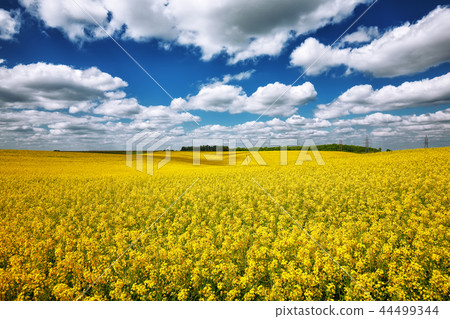 Flowering field of colza outdoors in spring Flowering field of colza outdoors in spring 44499344