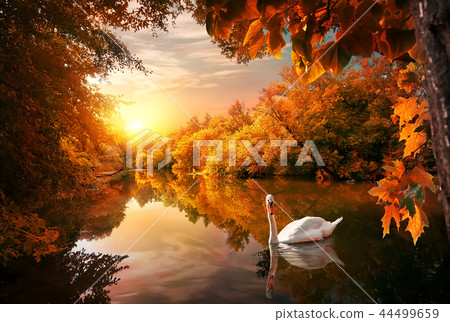 Swan on autumn pond Swan on autumn pond 44499659