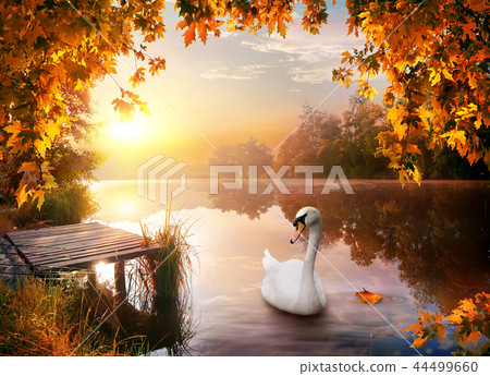 Swan on autumn river Swan on autumn river 44499660