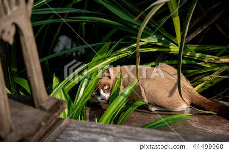 Cat in garden looking at camera 44499960