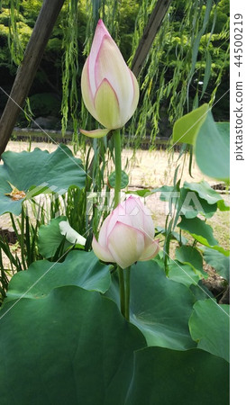 Water lily bud Water lily bud 44500219