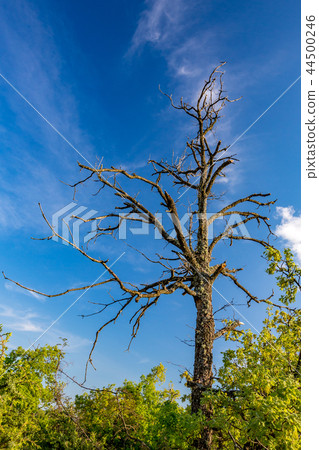 Dry dead tree in a forest, cloudy spring blue sky 44500246
