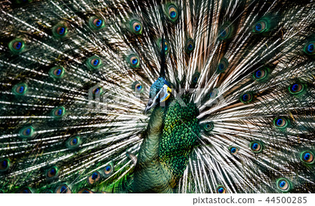 Beautiful Thai peacock head 44500285