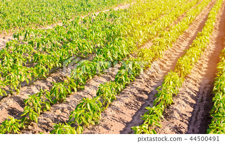 vegetable rows of pepper grow in the field.  44500491