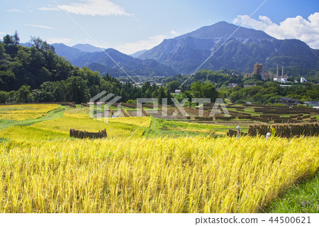 Terakasaka Tanada in the time of rice harvesting Terakasaka Tanada in the time of rice harvesting 44500621
