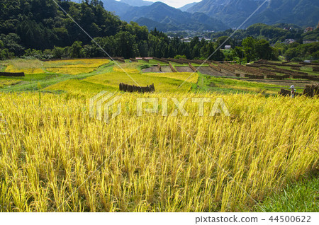 Terakasaka Tanada in the time of rice harvesting Terakasaka Tanada in the time of rice harvesting 44500622