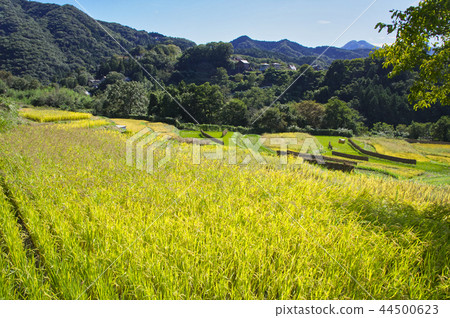 Terakasaka Tanada in the time of rice harvesting Terakasaka Tanada in the time of rice harvesting 44500623