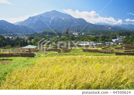 Terakasaka Tanada in the time of rice harvesting Terakasaka Tanada in the time of rice harvesting 44500624