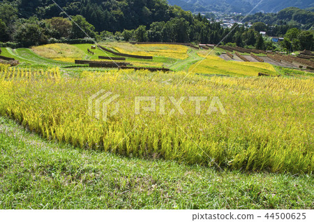 Terakasaka Tanada in the time of rice harvesting Terakasaka Tanada in the time of rice harvesting 44500625