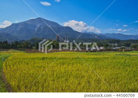 Terakasaka Tanada在水稻收穫時 Terakasaka Tanada在水稻收穫時 44500709