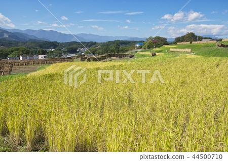 Terakasaka Tanada在水稻收穫時 Terakasaka Tanada在水稻收穫時 44500710