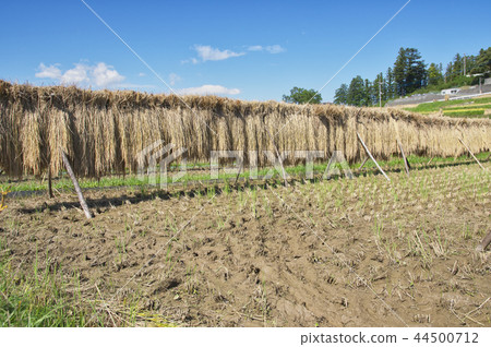 Terakasaka Tanada in the time of rice harvesting Terakasaka Tanada in the time of rice harvesting 44500712