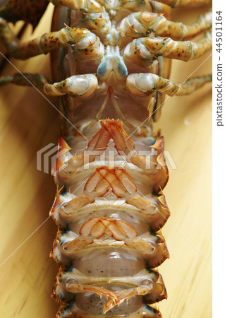 lobster lobster 44501164