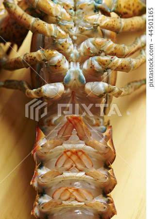 龍蝦 44501165