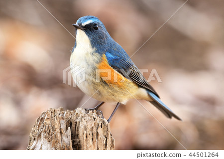 Ruribitaki male Ruribitaki male 44501264