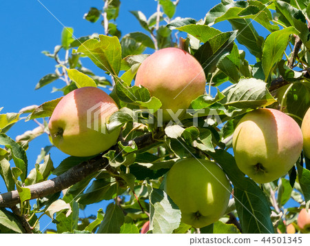 Ripen apples on a tree branch. Apple harvest in fruit orchard in Okanagan 44501345