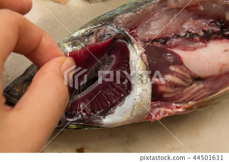 Anatomy of horse mackerel: Ella 44501631