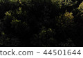 Aerial View. Flying over the beautiful autumn trees in forest. Aerial camera shot. Autumn / Fall 44501644