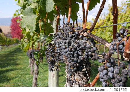 Canadian organic grapes Canadian organic grapes 44501765