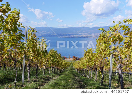 Landscape of a Canadian winery Landscape of a Canadian winery 44501767