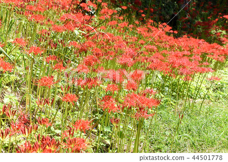 Cluster amaryllis 44501778
