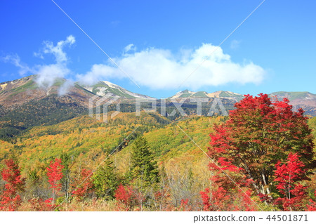 Autumn leaves 44501871