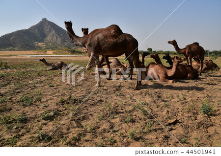 Pushkar in Rajasthan India Herd of camels gathering in the desert during the annual camel festival 44501941