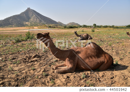 Pushkar in Rajasthan India Herd of camels gathering in the desert during the annual camel festival Pushkar in Rajasthan India Herd of camels gathering in the desert during the annual camel festival 44501942